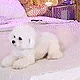 ppoppo_excite