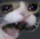 cat_stop