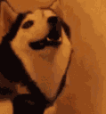 HEHEHE_dog Discord emoji