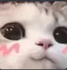 uwucat