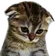 sadcat