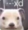 perro