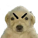 perritoangry perritoangry