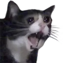 catpanic