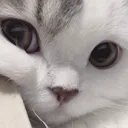 pon