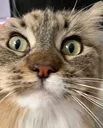 xctcat xctcat