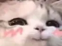 blushykitty