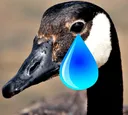 goosecry