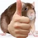 RodentWithHumanHandsApproves