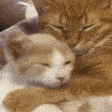 KU_CatCuddle Discord emoji
