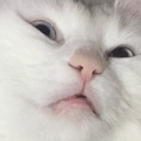 KU_CatDisgusted Discord emoji