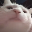 KU_CatJam Discord emoji