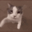 KU_CatKiss Discord emoji