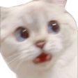 KU_CatShock Discord emoji