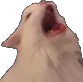 catscream