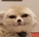 fenSmug fenSmug