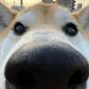 sniiiif sniiiif