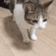 CattoDeado