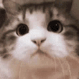 CattoNoddin Discord emoji