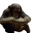 MonkeyBONK Discord emoji