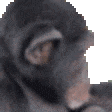 MonkeyJam Discord emoji