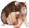 RatPoint