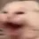 T_catscream