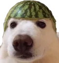 watermelondoggo