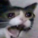 Cat Cry cat_cry Discord Emoji