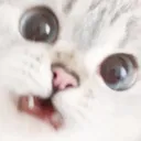catnani