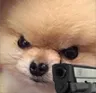 doggun