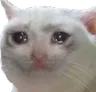 catsad catsad