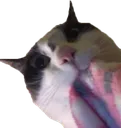 lelegordinho