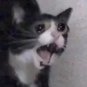 cryingcat