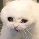 catcry