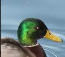 duckstare