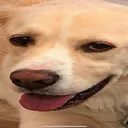 doge