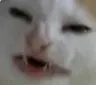 watcat
