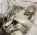 catthought Discord Emoji