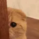 eh_catpeek