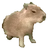 capybara