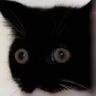 the_eyes the_eyes