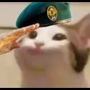 popcatsalute