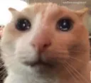 confusioncat