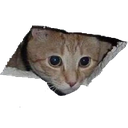 catceiling Discord sticker from FriendZone | Make Friends ⋅ Fun Chill Active Chat ⋅ VC Social Gaming ⋅ Memes ⋅ Nitro Emojis ⋅ Anime