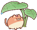 cg32umbrellacat