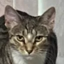 leodeathstare leodeathstare