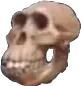 skull_tfl skull_tfl