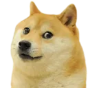 doge