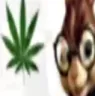 weed